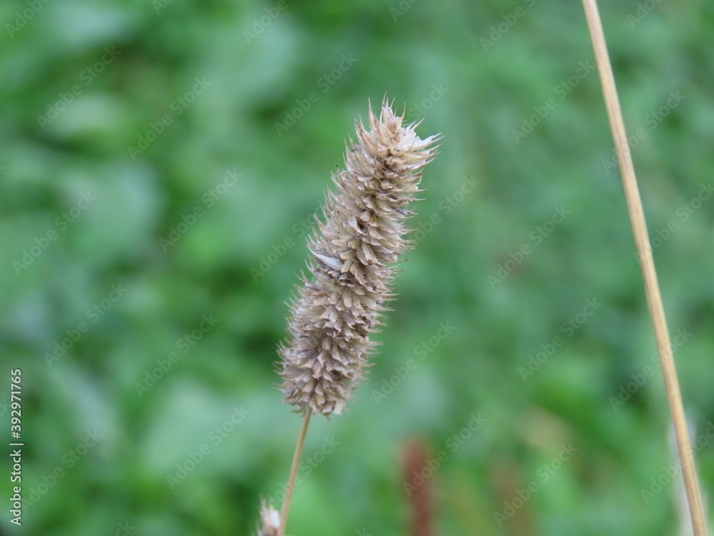 Close up of a wheat