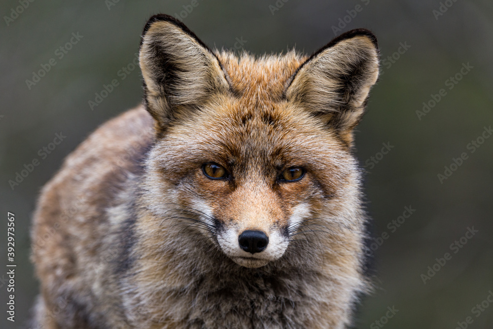 Fototapeta premium Zorro