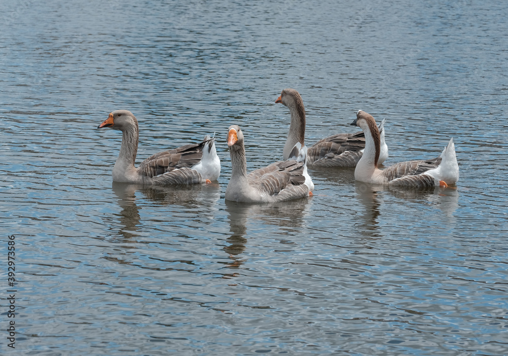 Oiseaux de basse cour , oies grises . Oiseaux de basse cour , oies grises .
