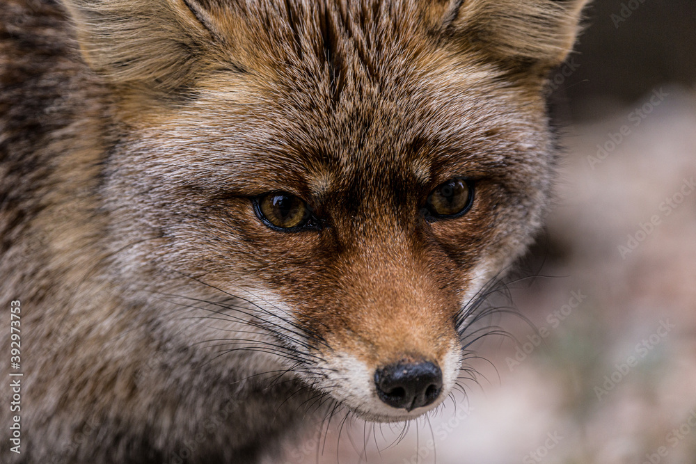 Fototapeta premium Zorro