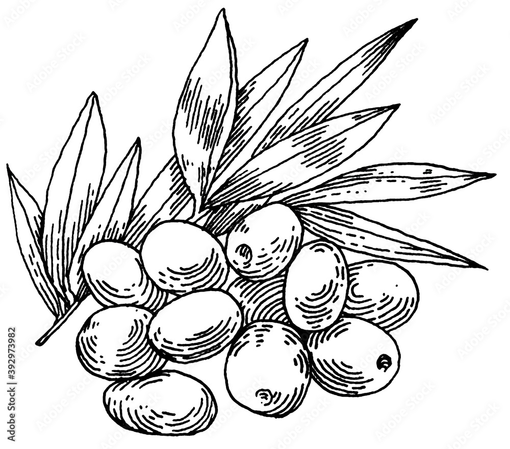 Fototapeta premium Black and white olives, graphic image, engraving