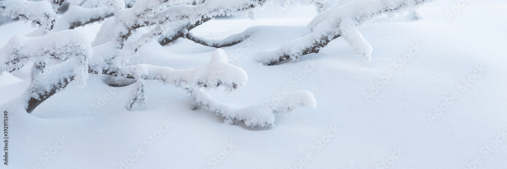 Plants in the tundra in the Arctic are covered with hoar frost. Snow and rime ice on the branches of bushes. Beautiful winter background with twigs covered with hoarfrost. Cold snowy weather. Frosting