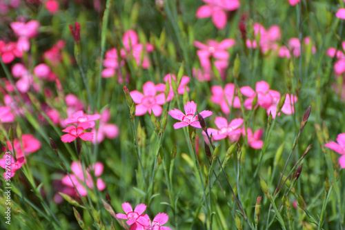 Carnation garden blooms in the open ground © orestligetka