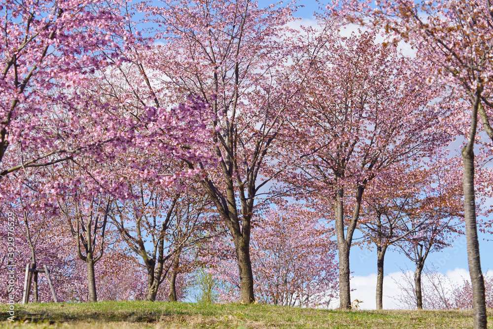 北海道の桜