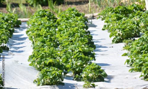 Growing strawberries using white agrofiber
