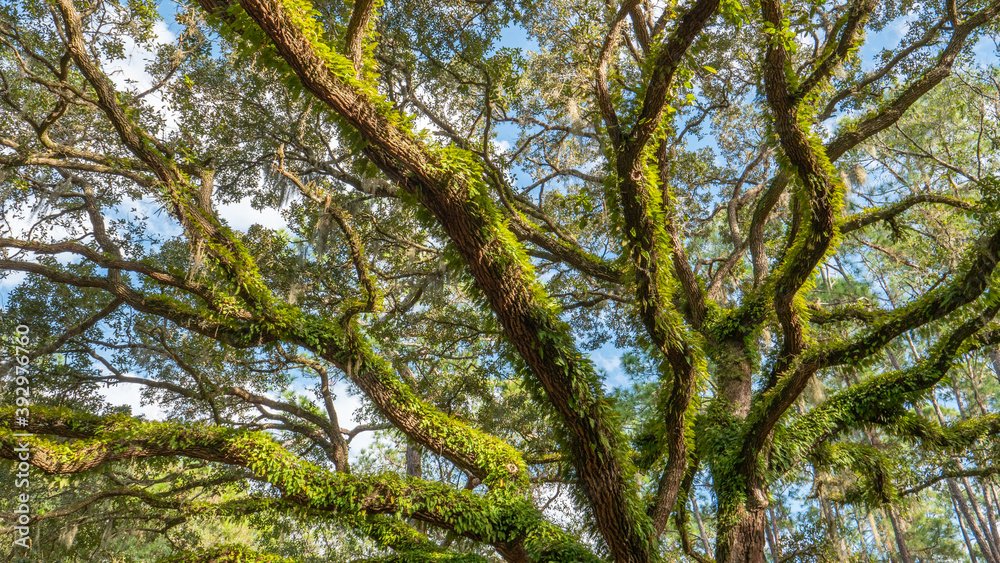 Fototapeta premium Golden Rays of Evening sun are ligthing up a majestic and mystical oak tree covered with green moss and vine