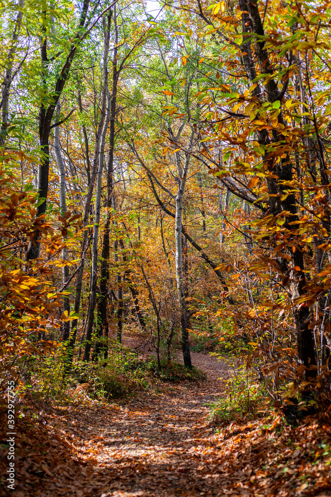 Un sentiero nel bosco durante l'autunno, con colori accesi e caldi