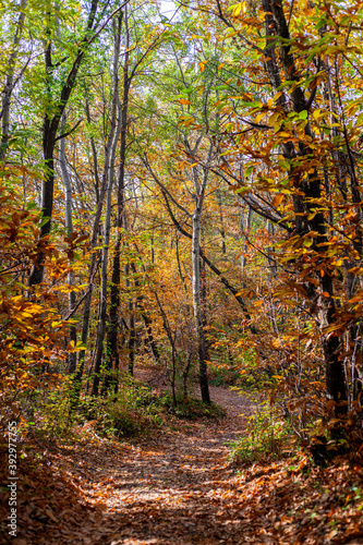 Un sentiero nel bosco durante l autunno  con colori accesi e caldi