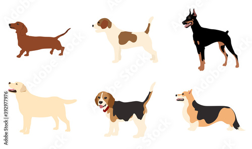 Vector image. The picture shows how the poses of dogs with the profile of different breeds, such as Labrador, Doberman, Corgi, Beagle, Jack Russell, are drawn by hand. Suitable for coloring book. © Valeriia Dorofeieva