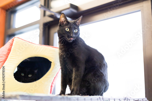 Foto Cute and Adorable Kitten and Cat Portrait with Behavior and Pers