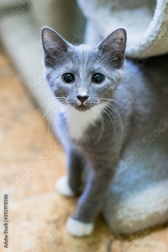 Cute and Adorable Kitten and Cat Portrait with Behavior and Pers