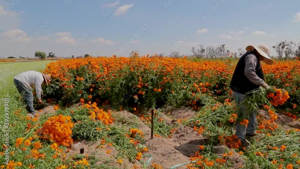 Local farmers are farming marigold flowers on local agricultural field Local farmers are farming marigold flowers on local agricultural field