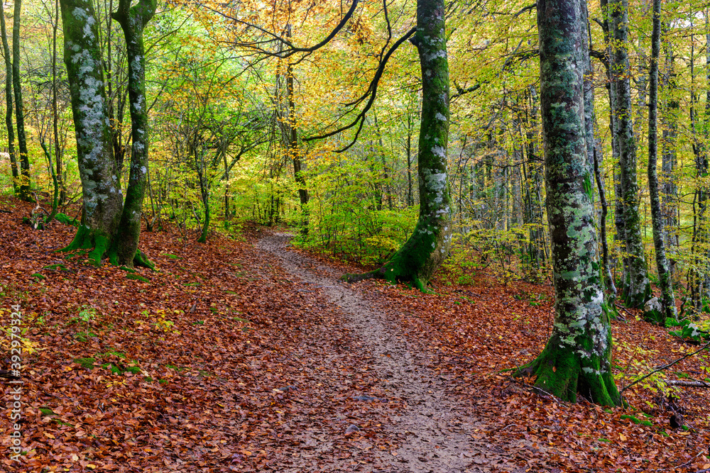 Beeches in autumn in the Irati forest, Navarra, Spain. Beeches in autumn in the Irati forest, Navarra, Spain.