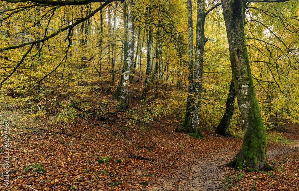 Fototapeta premium Beeches in autumn in the Irati forest, Navarra, Spain.
