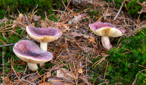 Russula fragilis photo