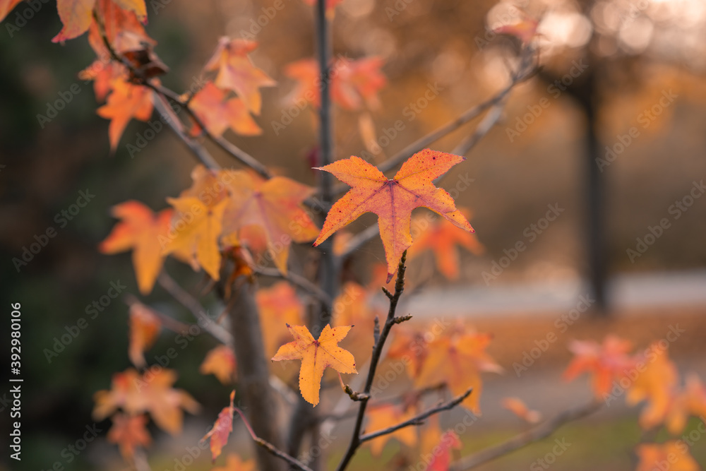 autumn leaves in the forest