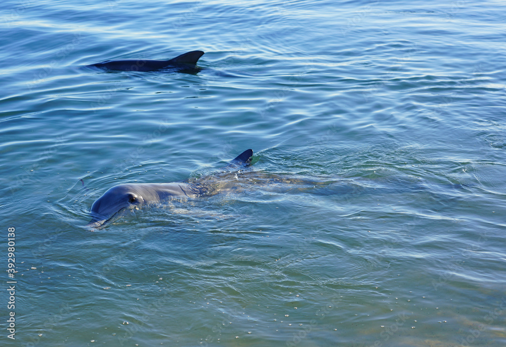 Two wild dolphins in the water in Shark Bay, Australia Two wild dolphins in the water in Shark Bay, Australia