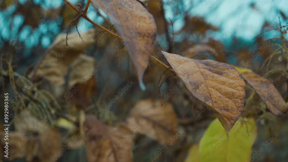 Yellow maple leaves in autumn sunny day Yellow maple leaves in autumn sunny day