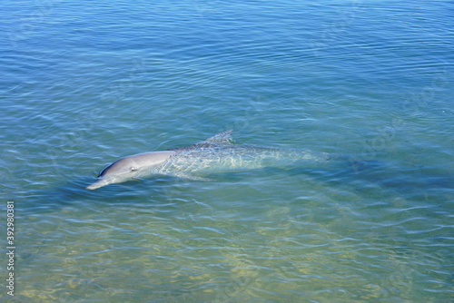 A wild dolphin in the water in Shark Bay  Australia