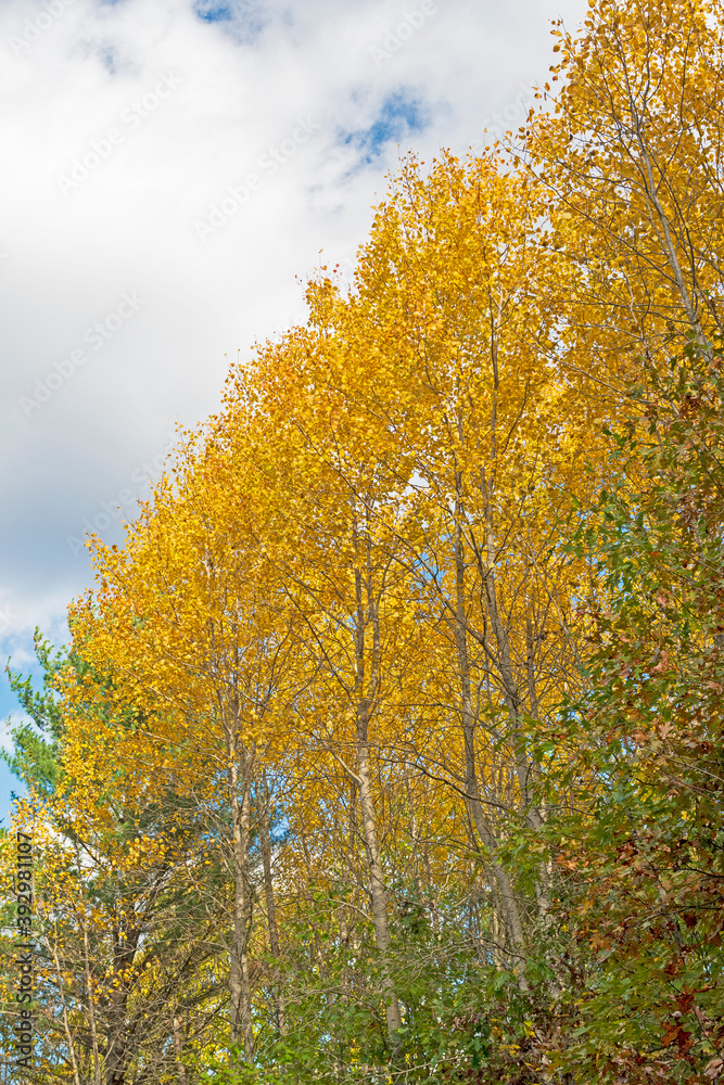 Brilliant Yellows Against the Sky