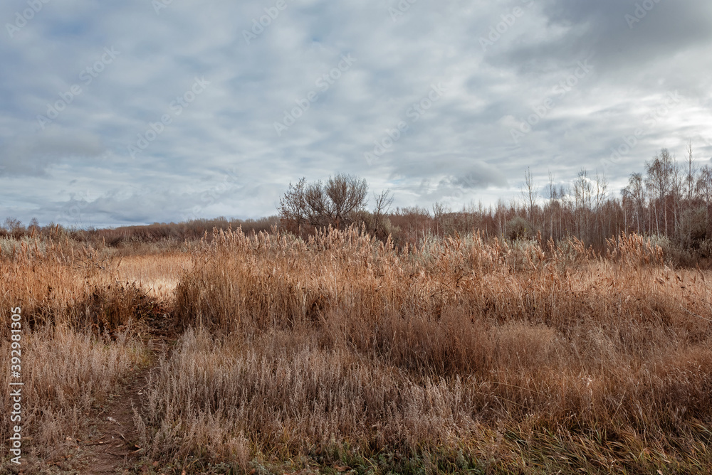 Obraz premium November Russian countryside landscape. In the distance, bare trees, in the foreground dry grasses and reeds growing in yellow and brown stripes. The sky is cloudy and gloomy.