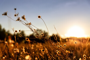 Abstract warm landscape of dry wildflower and grass meadow on warm golden hour sunset or sunrise time. Tranquil autumn fall nature field background. Soft golden hour sunlight at countryside