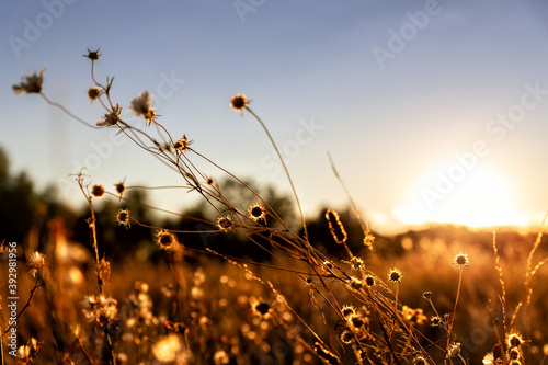 Abstract warm landscape of dry wildflower and grass meadow on warm golden hour sunset or sunrise time. Tranquil autumn fall nature field background. Soft golden hour sunlight at countryside #392981956