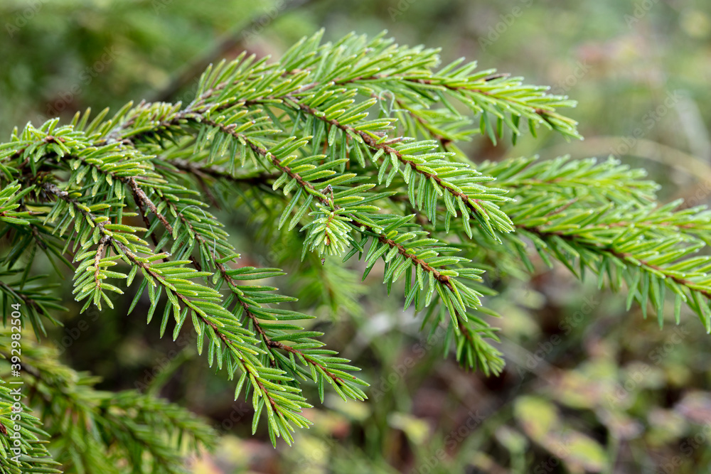 Rime on a spruce branch, close-up Rime on a spruce branch, close-up