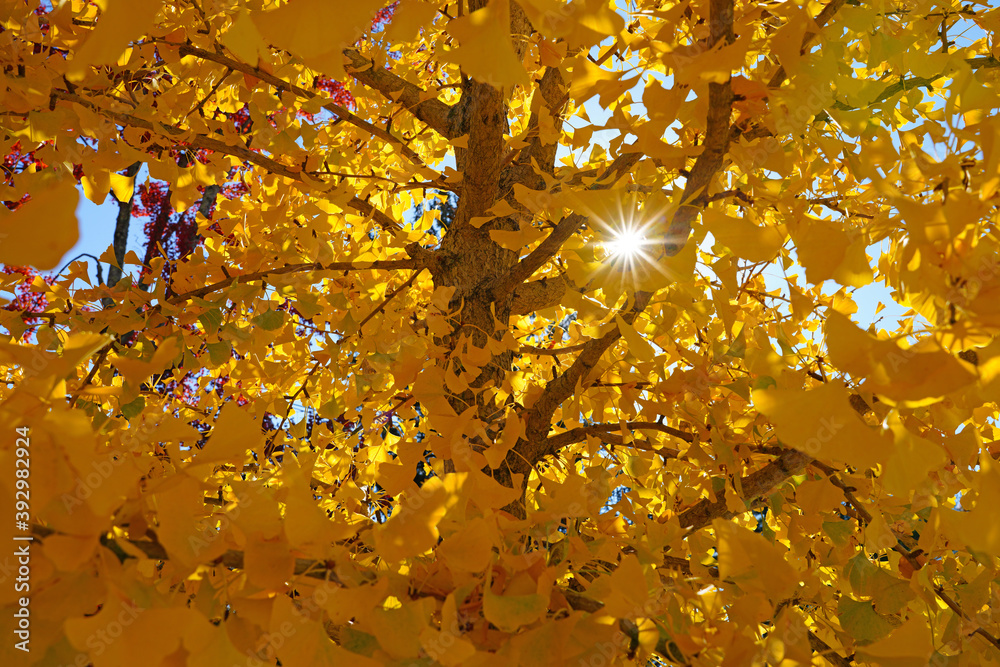 Yellow fan-shaped leaves of the ginkgo biloba tree in autumn Yellow fan-shaped leaves of the ginkgo biloba tree in autumn