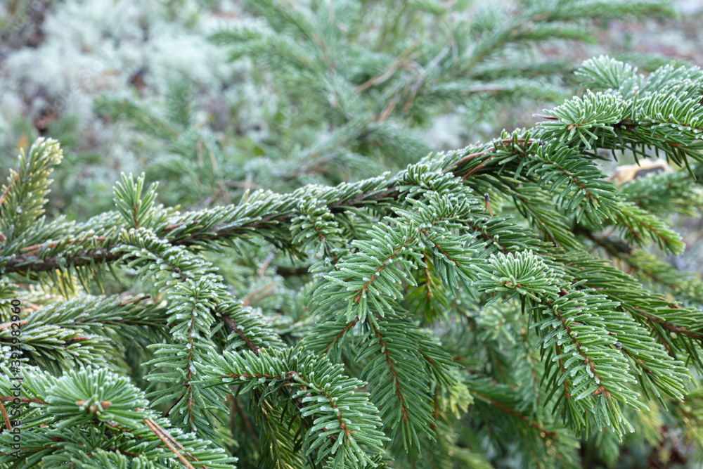 Rime on a spruce branch, close-up