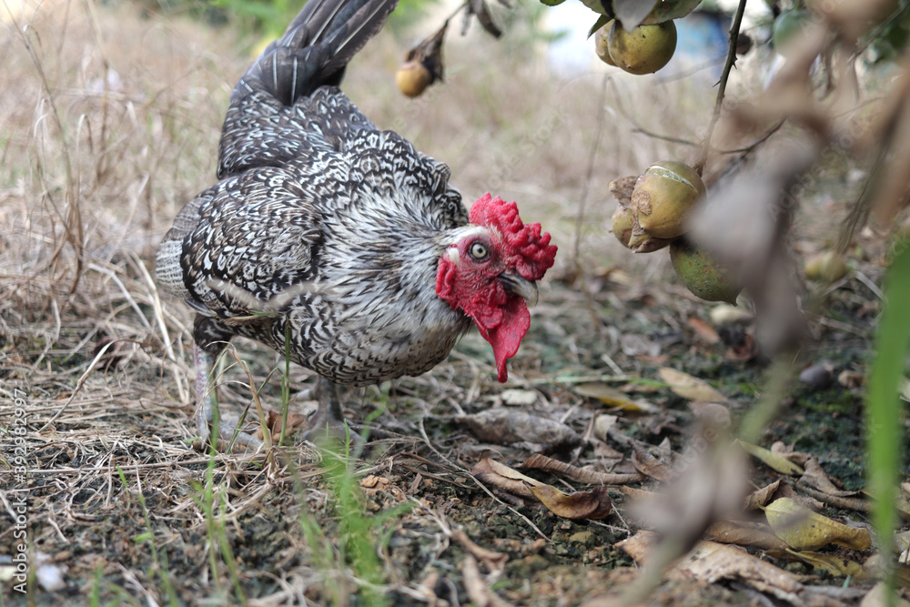 custom made wallpaper toronto digitalRooster eating on grass field ground, natural chicken farm, livestock