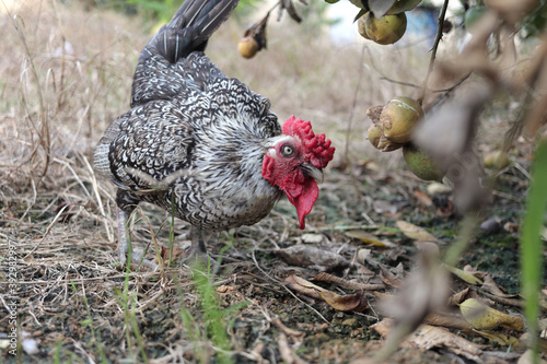 Wallpaper Mural Rooster eating on grass field ground, natural chicken farm, livestock Torontodigital.ca