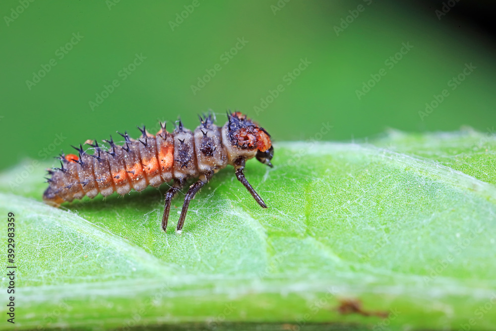 Fototapeta premium Ladybug larvae in natural state， north China