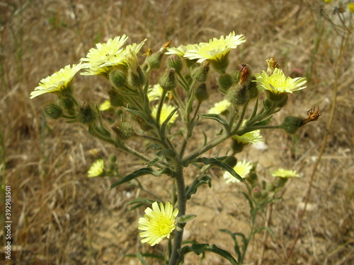 Common Andryala (Andryala integrifolia) photo