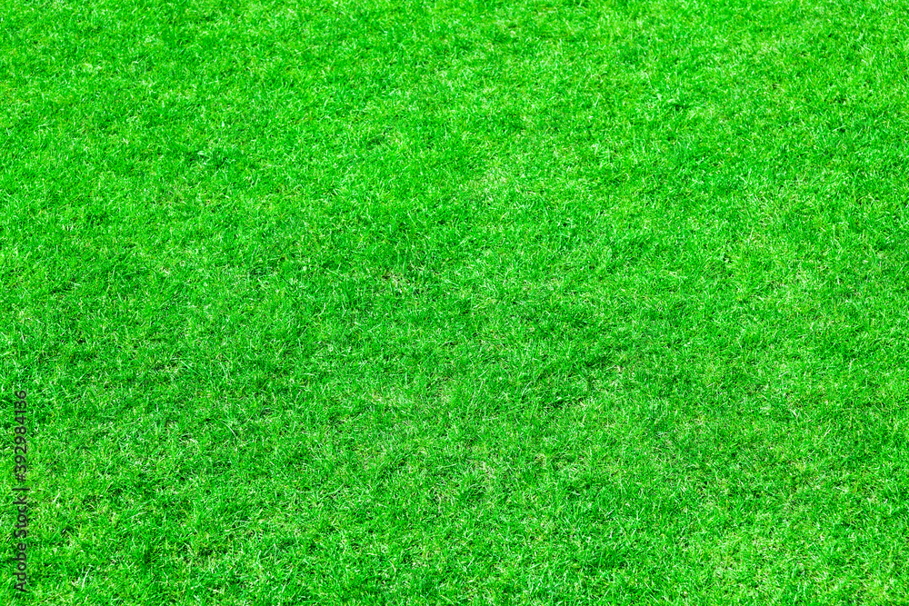 Freshly cut green grass lawn. Homogeneous background from mown plants. Green grass texture. Freshly cut green grass lawn. Homogeneous background from mown plants. Green grass texture.
