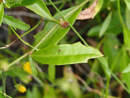 Visgo (Tolpis succulenta)