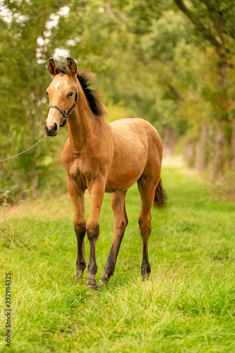 Portrait of buckskin foal  the horse with halter stands in the forest. Autumn sun
