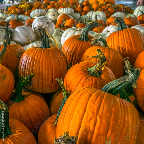 Pumpkins laid out for purchase at a farmers market