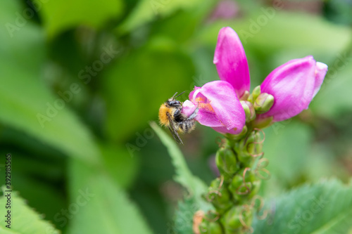 Bee taking nectar out of pink flower. Bokeh effect, focus on the bee. Beautiful spring, nature background. Copy Space.