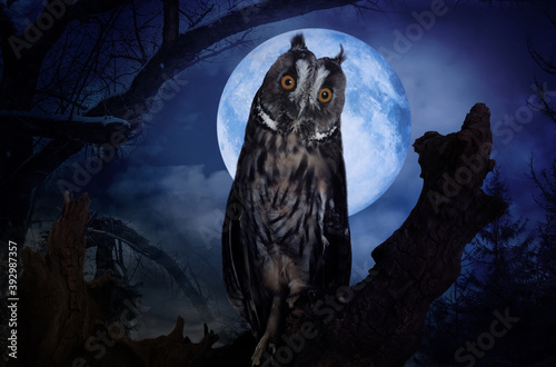 Owl in misty forest on full moon night