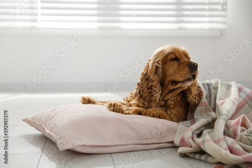 Cute English cocker spaniel dog with plaid and pillow on floor. Space for text