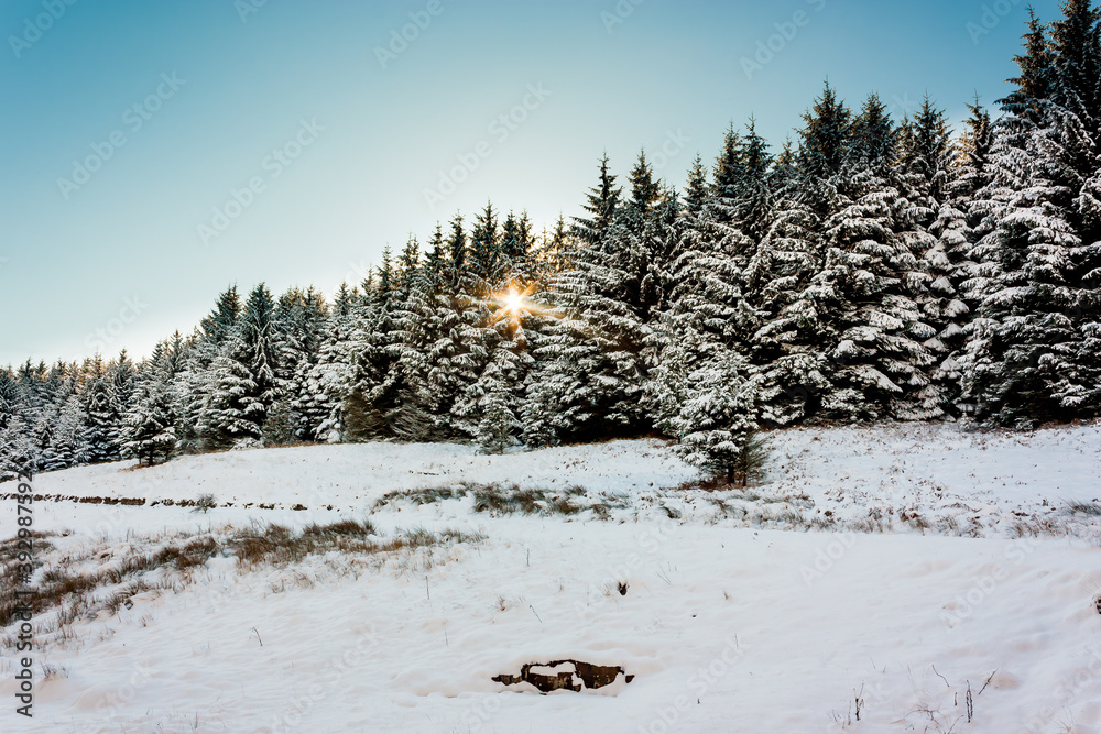 Sun shining through a snow covered forest Sun shining through a snow covered forest