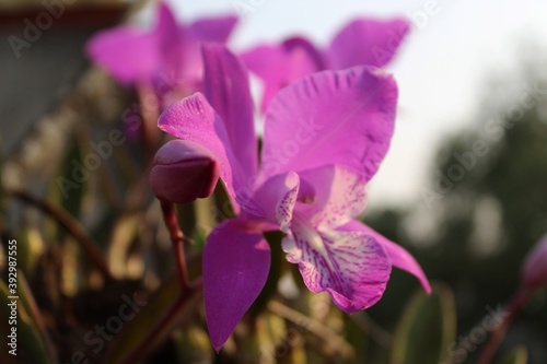 Macro de una orquidea morada recibiendo los rayos de sol en una mañana de verano con un fondo desenfocado