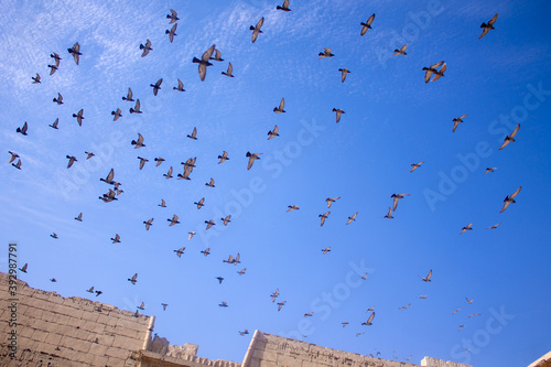 Birds flying in the sky above the courtyard of Egypt temple