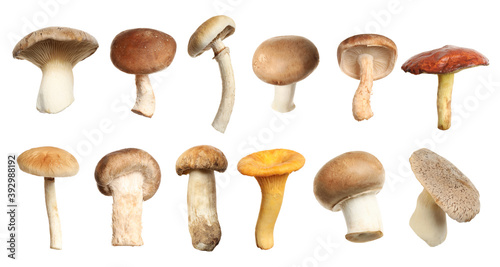 Set of different fresh mushrooms on white background. Banner design