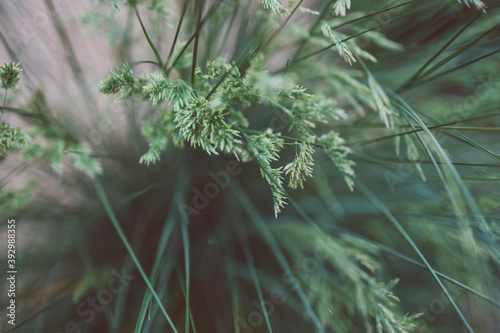 close-up of poa poiformis grass plant with seeds outdoor in sunny backyard