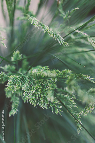 close-up of poa poiformis grass plant with seeds outdoor in sunny backyard