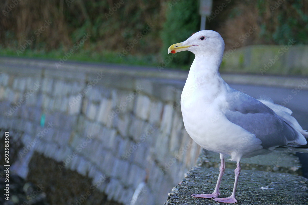 Obraz premium 野性味のあるカモメ