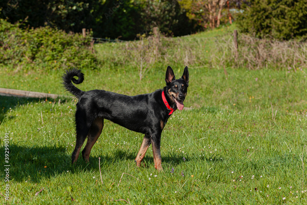 Happy mixed breed dog Happy mixed breed dog