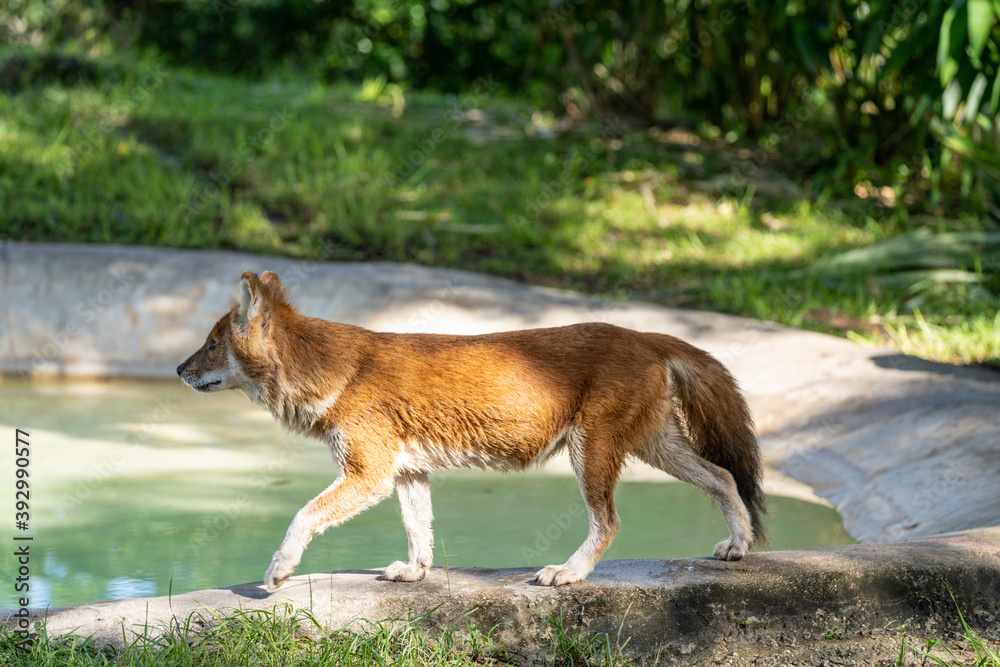 Wet Dhole prancing by a water hole Wet Dhole prancing by a water hole